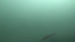 Sillaginodes punctatus