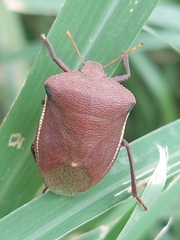 Basicryptus costalis