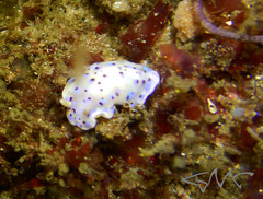 Goniobranchus thompsoni