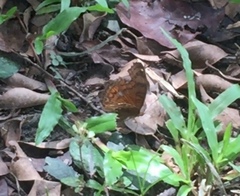 Junonia hedonia ida