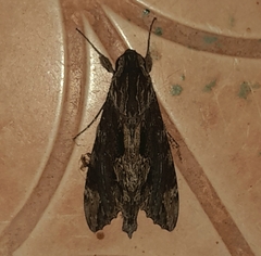 Erinnyis oenotrus