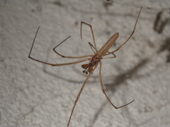 Tetragnatha