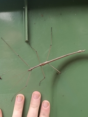 Phasmatini