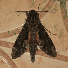 Erinnyis oenotrus