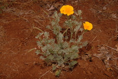 Eschscholzia californica californica