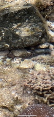 Canthigaster amboinensis