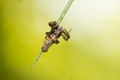 Wagneriana