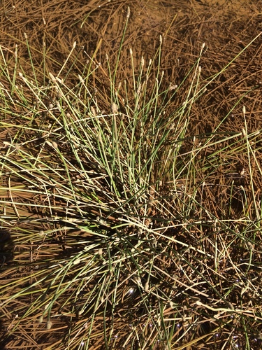 Image of Eleocharis engelmannii by (c) Matthew Sirotkin, some rights reserved (CC BY)