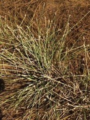 Eleocharis engelmannii