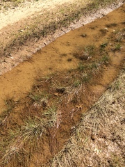 Eleocharis engelmannii