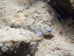Cottus sabaudicus
