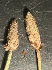 Eleocharis engelmannii