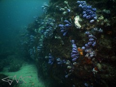 Pyura spinifera