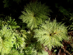 Dendrohypopterygium filiculiforme