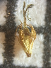 Eleocharis engelmannii