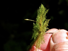 Dendrohypopterygium filiculiforme