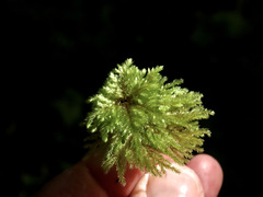 Hypnodendron