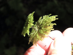 Hypnodendron