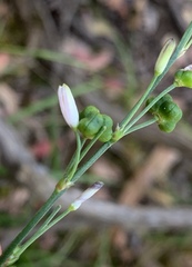 Caesia parviflora