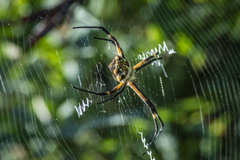 Argiope argentata