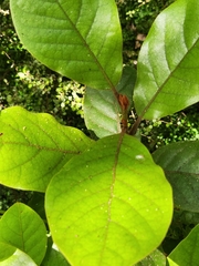 Beilschmiedia tarairi