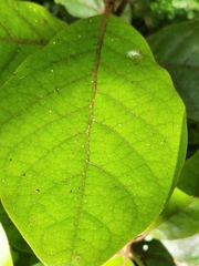 Beilschmiedia tarairi