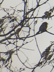Setophaga coronata