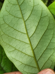 Beilschmiedia tarairi