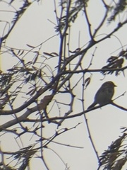 Setophaga coronata