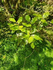 Beilschmiedia tarairi