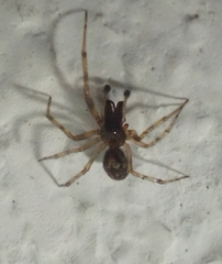 Enoplognatha