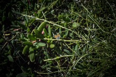 Brephidium exilis exilis