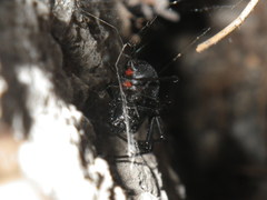 Latrodectus hesperus