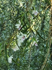 Dendrobium cunninghamii