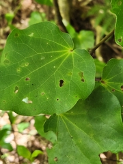 Piper excelsum excelsum