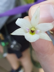 Dendrobium cunninghamii