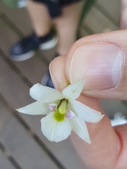 Dendrobium cunninghamii