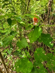 Piper excelsum excelsum