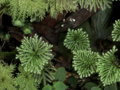 Hypnodendron