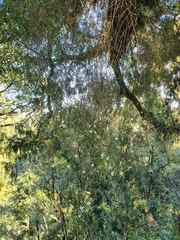 Dendrobium cunninghamii