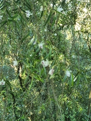 Dendrobium cunninghamii