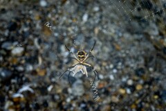 Argiope argentata