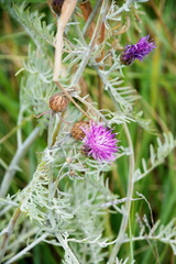Centaurea cineraria