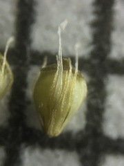 Eleocharis engelmannii