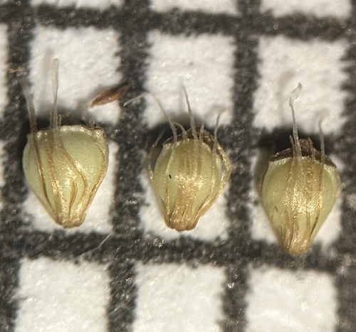 Engelmann's Spikerush (Eleocharis engelmannii)