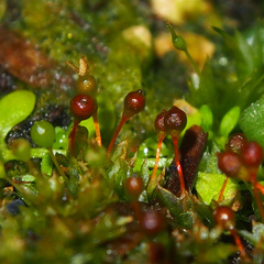 Physcomitrium sphaericum