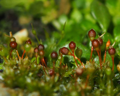Physcomitrium sphaericum