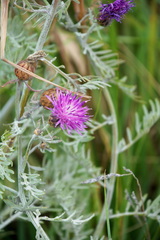 Centaurea cineraria