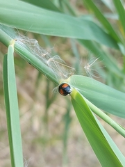 Coelophora biplagiata