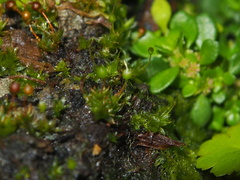 Physcomitrium sphaericum